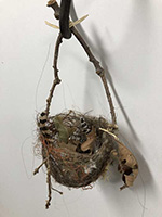birds_nest_kelp_IMG_0980