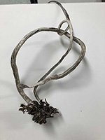 kelp_IMG_0981